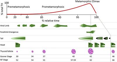 Corrigendum: Contaminant and Environmental Influences on Thyroid <mark class="highlighted">Hormone Action</mark> in Amphibian Metamorphosis